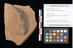 Foto (Objekt + Etikett) von Quercus palaeoilex Ettingshausen (NHMW-GEO-2024-0188-0851)